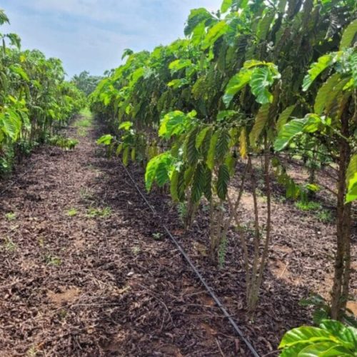 Conhecido pelo cultivo de grãos, Cone Sul de Rondônia prospera com produção de café