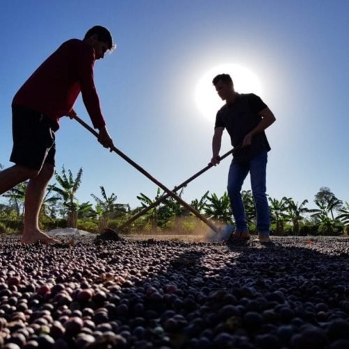 Exportações de café de Rondônia batem recorde e consolidam o estado no mercado internacional