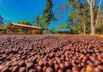 Região Matas de Rondônia conquista sucesso na produção de café especial e sustentável no Brasil