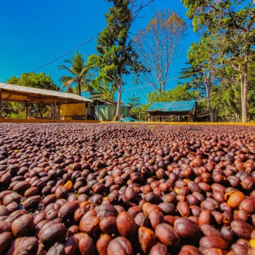 Região Matas de Rondônia conquista sucesso na produção de café especial e sustentável no Brasil
