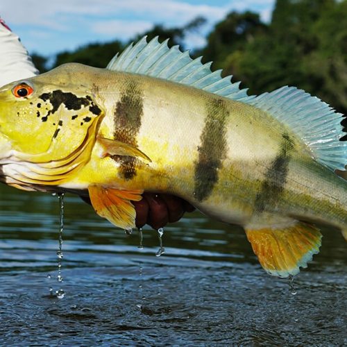 Pesca ainda proibida? Entenda até quando vai a piracema e o que vale em Rondônia em 2026