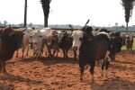 De olho no rebanho: começa a atualização obrigatória dos dados agropecuários à Idaron