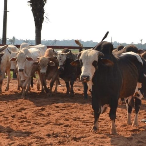 De olho no rebanho: começa a atualização obrigatória dos dados agropecuários à Idaron