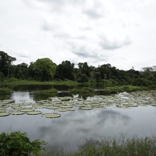 Projeto do governo de RO fortalece comunicação e autonomia nas comunidades extrativistas do Vale do Guaporé