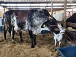 Força-tarefa reforça ações de fiscalização e educação sanitária na 12ª Rondônia Rural Show