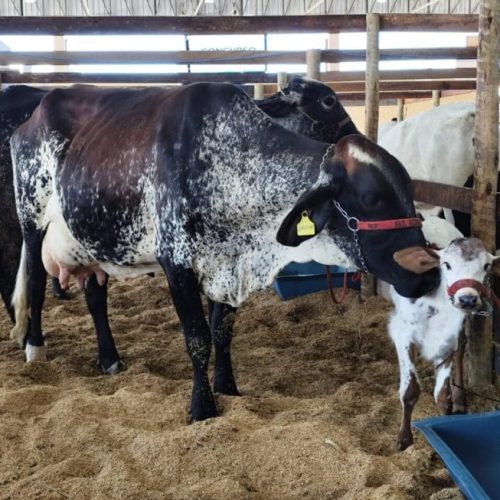 Força-tarefa reforça ações de fiscalização e educação sanitária na 12ª Rondônia Rural Show