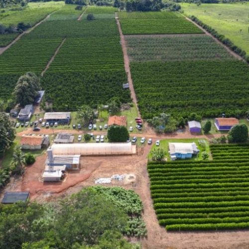 Crescimento da cafeicultura em Rondônia impulsiona visitas à Rota Turística do Café
