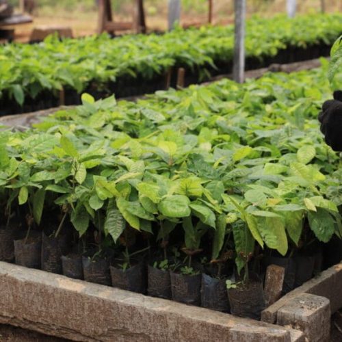 Rondônia avança na ressocialização, impulsiona novas oportunidades e conquista reconhecimento nacional