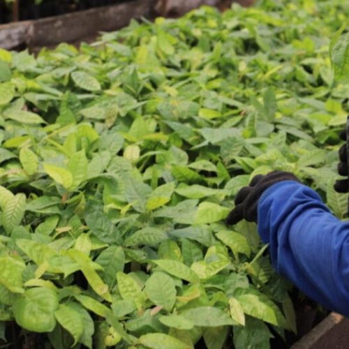 Agricultura orgânica: 18 mil mudas de cacau e café são cultivadas por reeducandos na Fazenda Futuro