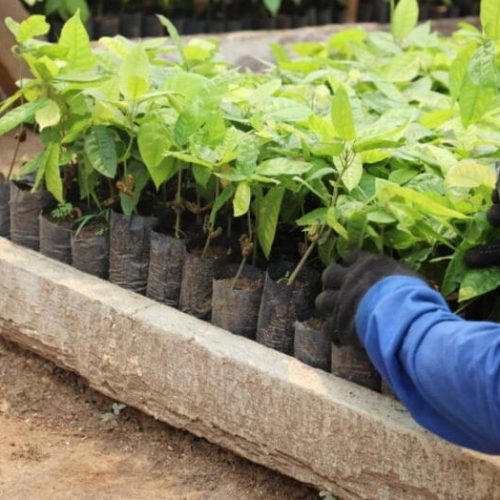 Pela segunda vez consecutiva, Rondônia atinge o topo Nacional em número de internos em atividades laborais