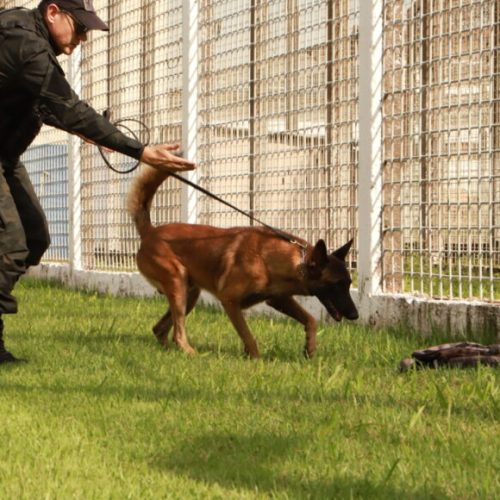 Cães treinados do Grupo de Ações Penitenciárias fortalecem atuação na segurança prisional