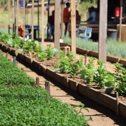 Curso de agricultura orgânica capacita reeducandos em Porto Velho