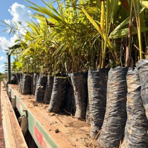 Plantio de árvores nativas em Porto Velho tem a participação de mão de obra reeducanda