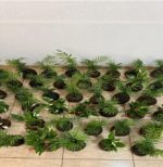 Projeto com artesanato de plantas promove ressocialização e futura inserção no mercado de trabalho