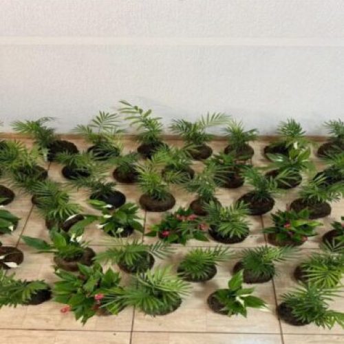 Projeto com artesanato de plantas promove ressocialização e futura inserção no mercado de trabalho