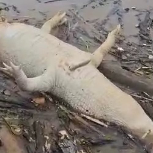 VÍDEO: Repórter e editor fotográfico Roni Carvalho flagra candirus devorando jacaré no Rio Madeira