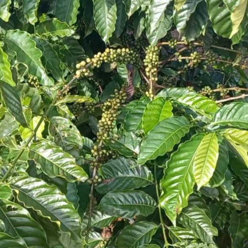 União Bandeirantes pode se tornar um dos maiores produtores de café e cacau de Rondônia