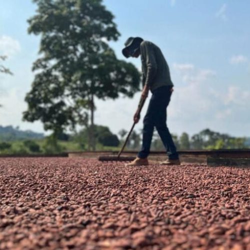 Governo de RO realiza lançamento do início da colheita do cacau em Buritis