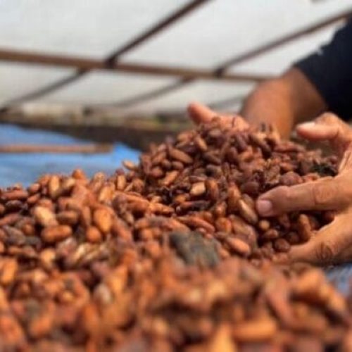 Prazo para inscrições do 4° Concurso de Qualidade e Sustentabilidade do Cacau de Rondônia encerra dia 31 de julho