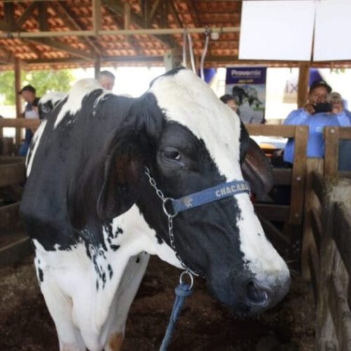 Concurso Leiteiro Regional reúne produtores da região do Vale do Jamari