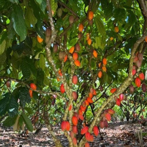 Inscrições para 6º Concurso de Qualidade e Sustentabilidade do Cacau de Rondônia são prorrogadas até 3 de julho