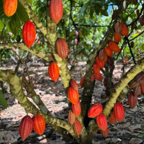 Início da Colheita do Cacau em Rondônia acontece em Jaru nesta sexta-feira, 27