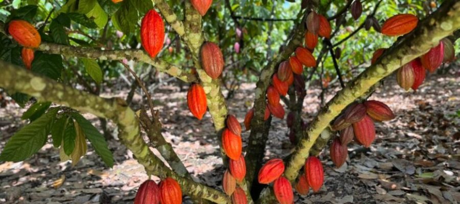 Início da Colheita do Cacau em Rondônia acontece em Jaru nesta sexta-feira, 27