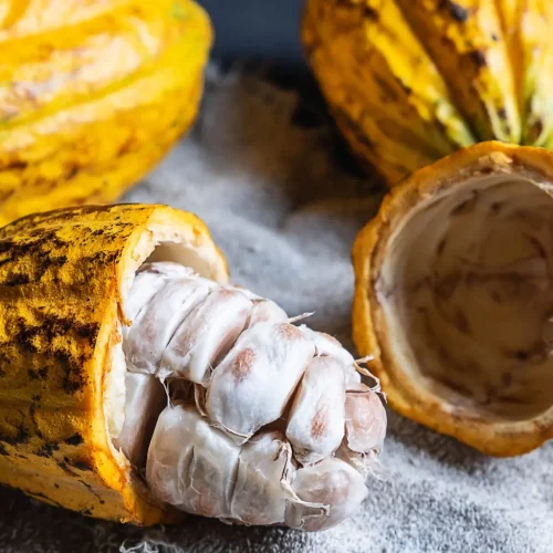 Pronaf garante descontos de até 21% para produtores rondonienses de mandioca e cacau