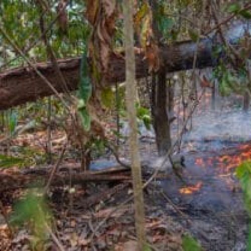 Operação Temporã – Parque Estadual Guajará-Mirim