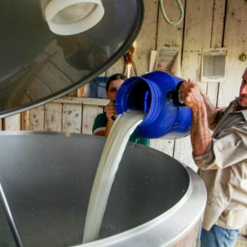 Rondônia se prepara para o 2º Fórum do Leite sobre inovação e sustentabilidade na pecuária leiteira