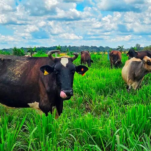 Governo de RO promove reunião para reativação da Câmara Setorial do Leite, no dia 20 de fevereiro