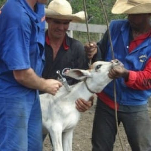 Produtores rurais já podem declarar vacinação contra brucelose pela internet