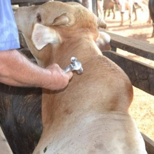 Ações educativas para prevenção e controle da raiva nos rebanhos são reforçadas em Rondônia