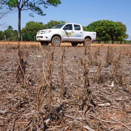 Início do vazio sanitário da soja começa nesta quarta-feira, 10, em Rondônia