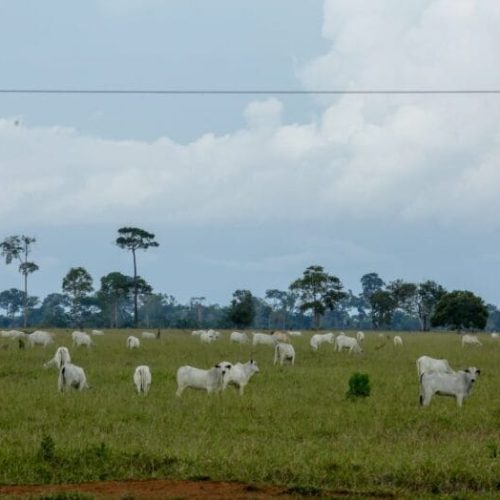 Unidades da Idaron iniciam inquérito epidemiológico que avaliará prevalência da brucelose e tuberculose bovina no estado