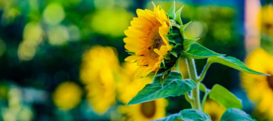 Páscoa: a oportunidade de transformação!