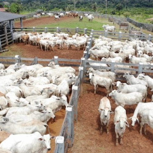 Governo de RO reforça garantias sanitárias e se consolida como potência no agronegócio, atraindo investidores