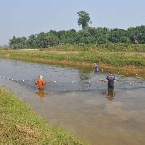 Aquicultura sustentável na Amazônia; estudo aponta alternativas para o desenvolvimento do setor em Rondônia