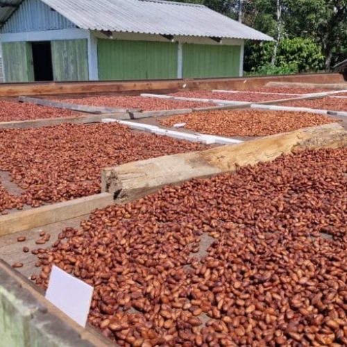 Pesquisa científica fortalece produção de cacau e impulsiona agricultura familiar em Rondônia