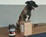 Cão farejador encontra haxixe escondido em pote de suplemento em transportadora de Porto Velho