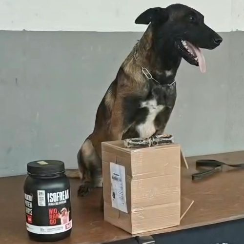 Cão farejador encontra haxixe escondido em pote de suplemento em transportadora de Porto Velho