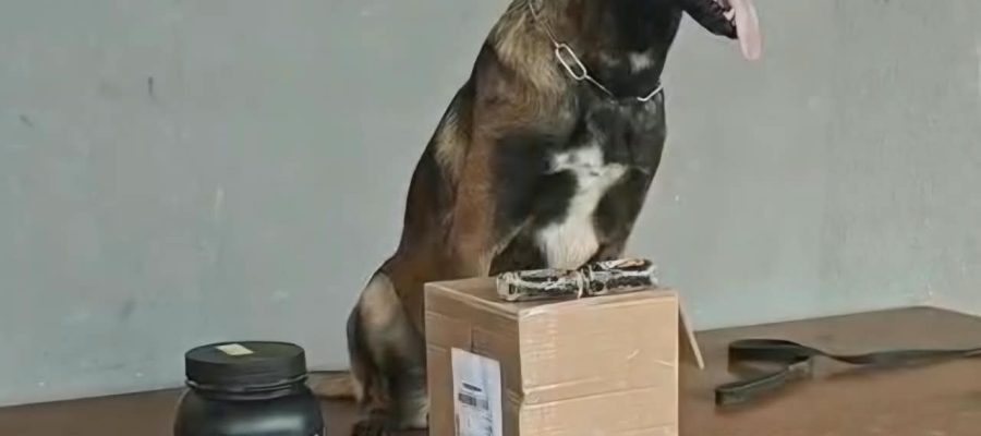 Cão farejador encontra haxixe escondido em pote de suplemento em transportadora de Porto Velho