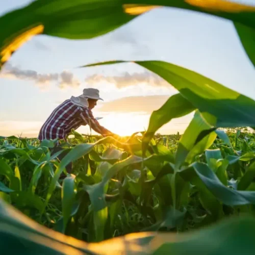Governo vai renegociar até R$ 100 bilhões em dívidas de produtores rurais
