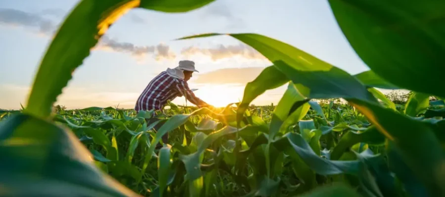 Governo vai renegociar até R$ 100 bilhões em dívidas de produtores rurais