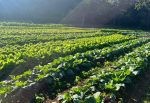 Prefeitura atualiza tabela de preços para fortalecer agricultura familiar e merenda escolar
