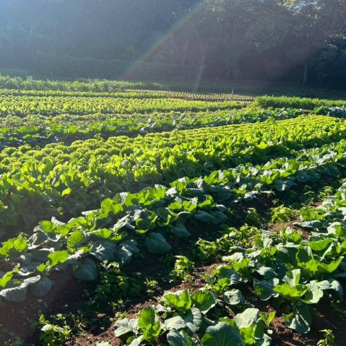 Prefeitura atualiza tabela de preços para fortalecer agricultura familiar e merenda escolar