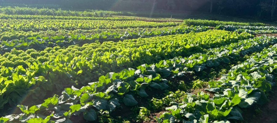 Prefeitura atualiza tabela de preços para fortalecer agricultura familiar e merenda escolar