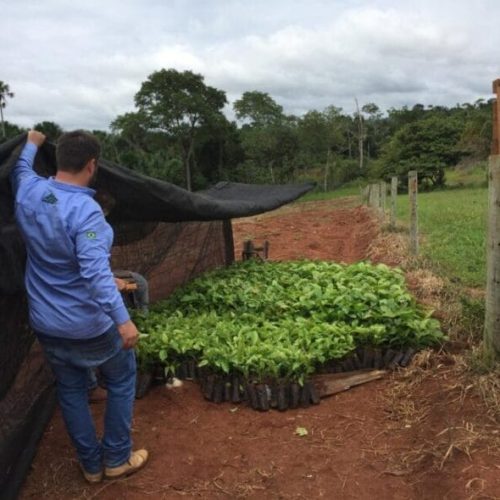 “Plante Mais”: Cone Sul de Rondônia avança na produção agrícola com mudas clonais de café e cacau