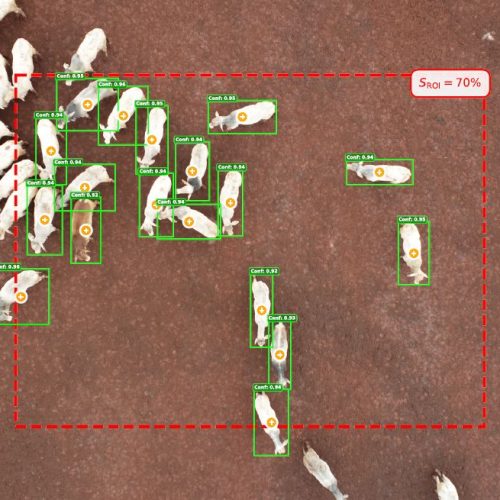Drones e inteligência artificial indicam melhor momento de abate do gado