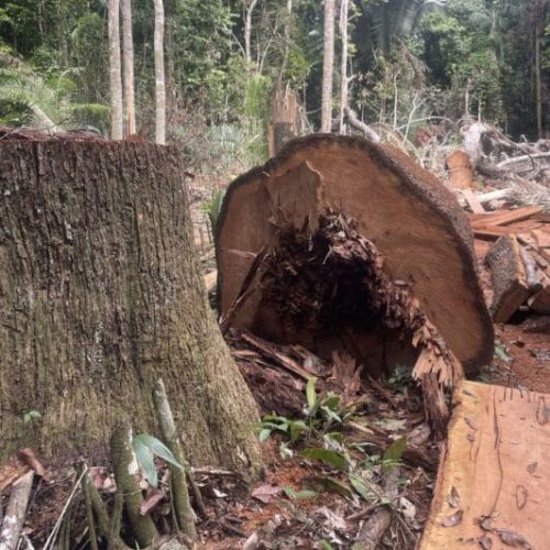 Invasores desmatam área equivalente a mais de 1,1 mil campos de futebol na Terra Indígena Igarapé Lage em RO